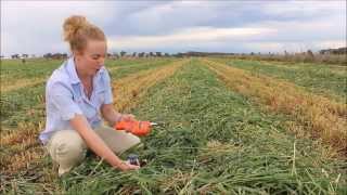 How to use a Moisture Meter by Feed Central [upl. by Nalra]