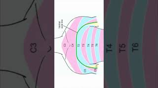 Missing dermatomes on the chest shorts dermatome vivaquestions [upl. by Cardinal]