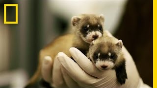 Ferret ​Babies Key to Species Rebound  National Geographic [upl. by Llednew]