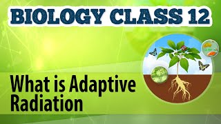 What Is Adaptive Radiation  Origin and Evolution of Life  Biology Class 12 [upl. by Quint]