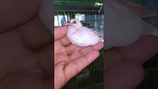 albino red eyes dove baby 😦😲🥰 shorts [upl. by Ahsieken577]