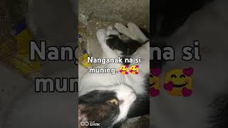 Nanganak na si muning🥰🥰 shortvideo muning cat pusa nanganak [upl. by Lajet]