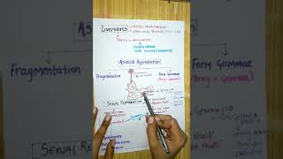 Liverwortsbrayophytes in hindi plant kingdom Biologyclasses786 [upl. by Trelu189]