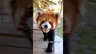 Red Panda 🐼 Dangerously Cute and Fierce [upl. by Ahsilrak]