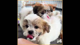 Denning Farms selling Happy Healthy puppies to loving homes denningfarms [upl. by Albric]