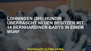 Löhningen SH Hündin überrascht neuen Besitzer mit 14 BernhardinerBabys in einem Wurf [upl. by Llehcim]