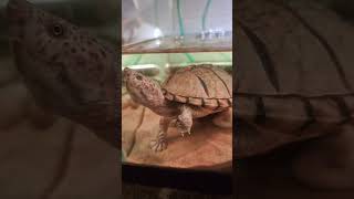 razorback musk turtle Tiktok alan251990 alan251990 tiktok [upl. by Aneeuq]