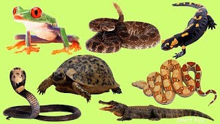 Learn names and Sound Amphibians and reptiles in English for Children [upl. by Wilfred]