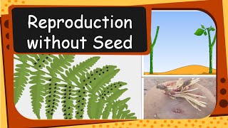 Science  Plant Reproduction without seed  English [upl. by Ennovi476]