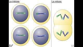 Comparaison mitose et méiose BF [upl. by Bronnie]