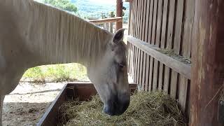 Horse Stable Ambience  Horse eating hay  Meditation  Pferdestall Ambiente  Pferd isst Heu  ASMR [upl. by Gnen434]