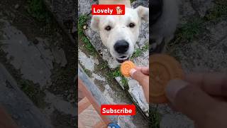 Dog feeding dog love biscuit 🍪song funny wildlife [upl. by Renferd]