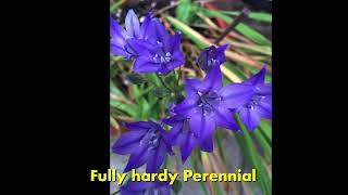 Discover Triteleia Queen Fabiola flowers flowers gardening video shorts viral beautiful blue [upl. by Lonyer]