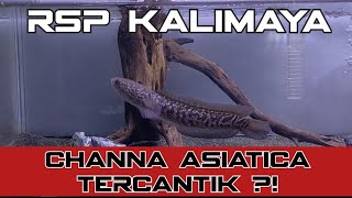 Asiatica RSP Kalimaya Dari Lapaknya BangFish  DEIDARA snakeheadfish [upl. by Carn]