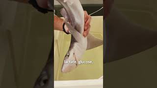 Spiny Dogfish Release  Marine Research at UNE [upl. by Ester]