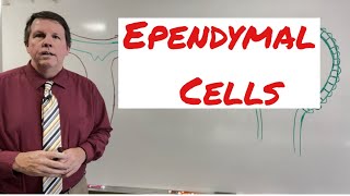 Ependymal cells [upl. by Llevel498]