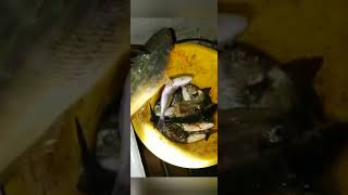 Ribolov ostima fishing sea croatia octopus fish fishingvideo [upl. by Ardnos]