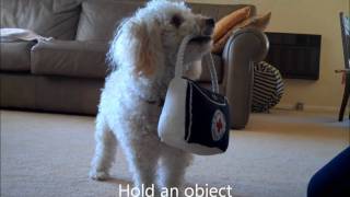 Miniature Poodle Tricks 4 [upl. by Strong]