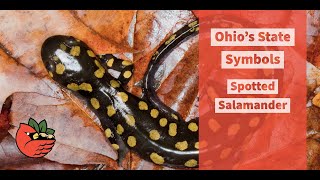 Spotted Salamander [upl. by Devol329]