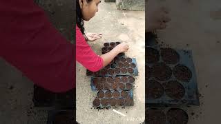 Preparing winter flower seeds love song plants gardening trending viralvideo shortvideo [upl. by Anissa]