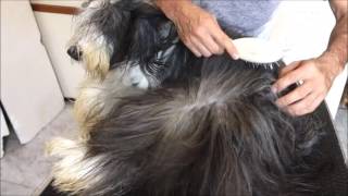 Bearded Collie Gremontree  Vouge amp Joseph Grooming [upl. by Nahpos]