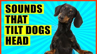 Sounds That Make Dogs Tilt Their Head GUARANTEED [upl. by Neva295]