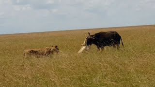 Lioness finds sister taking down buffalo all alone [upl. by Chellman]