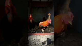 Feathered FreedomReleasing DucksHensRoosterand Chicks Out of Their New Cage One by One 🦆🐔🐣short [upl. by Qiratla394]