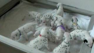 Dalmatian Puppies Eleven of Them 90 shy of 101 Dalmatians [upl. by Erie878]