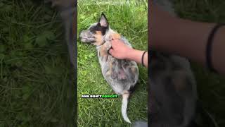 🐕 Australian Cattle Dogs Amazing Herding Instincts shorts [upl. by Alin793]