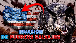 Los PUERCOS salvajes la devastadora invasión en Estados Unidos [upl. by Aiuhsoj]