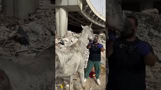 save the horses waiting to starve in the landfill  horse animalrescue lovehorses love help [upl. by Yanehs]