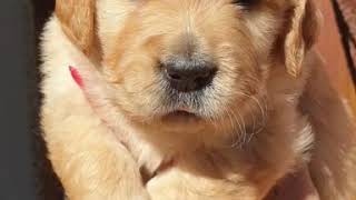 Cucciolo golden retriever 30 giorni [upl. by Sawyer]