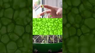 Why Etiolation Leggy Seedlings Makes Weaker Plants shorts [upl. by Dnaltruoc286]