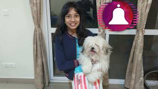 The Lhasa Apso is The Cutest Dog Ever  Lhasa Apso Facts  Lasa Dog Breed [upl. by Assyn]