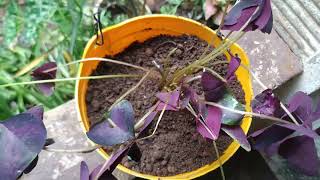 Oxalis TriangularisPurple ShamrockButterfly Plant Care and propogation [upl. by Oilegor]