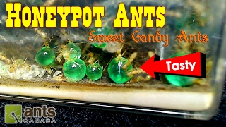 Sweet Candy Ants  Honeypot Ants  Ant Love Contest 2017 [upl. by Adnicaj]