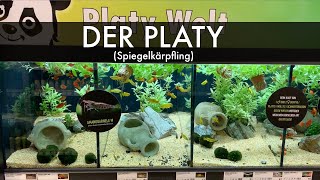 Der Platy  Spiegelkärpfling  Xiphophorus maculatus [upl. by Nannarb357]