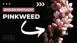 Species Spotlight  Pinkweed Persicaria pensylvanica [upl. by Nayrbo]