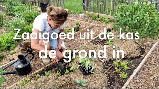 Inis Moestuin 141 Zaaigoed uitplanten oaspinazie rode kool bietjes sla Wortels amp prei zaaien [upl. by Cod]