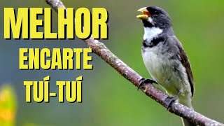 🔴 MELHOR CANTO TUI TUI PARA ENCARTE🔴🔴ÁUDIO COM FÊMEA  TURBINE SEU COLEIRO 🔴 [upl. by Kamp]