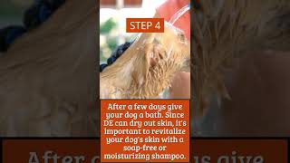 Eliminate Fleas Safely with Diatomaceous Earth Harmless to Humans and Pets [upl. by Debbee]