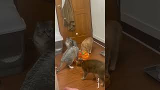 Cat Playing Funny Games cats catvideos catlovers catshorts [upl. by Amias573]