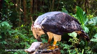 Águila Arpía  Harpy Eagle [upl. by Havard965]