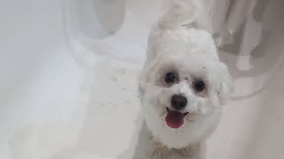 I wash the dog  Moments from the life of a cute Maltese dog [upl. by Geoffrey]