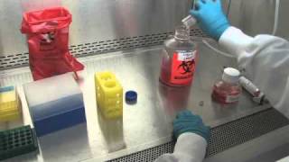 Thawing and Plating Cryopreserved Hepatocytes  Video Demonstration [upl. by Steffy]