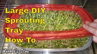 LARGE DIY Sprouting Tray Step by Step and Growing Mung Bean Sprouts How To [upl. by Strephonn170]