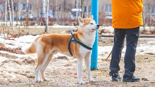 AKITA INU PUPPIES  Dangerous to kids [upl. by Terrance]