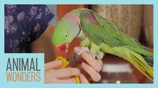 Keeping Your Parrot Clean  Bird Hygiene [upl. by Aguste]