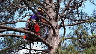 Arborists at work [upl. by Thordis]